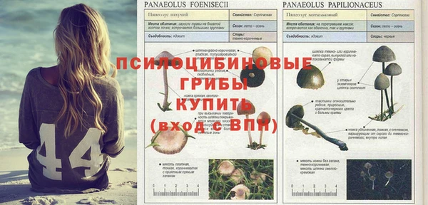 прущие грибы Инта